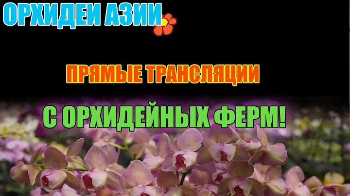 АЗИЯ-РЫНОК! Орхидеи и не только с  passiflora.ru