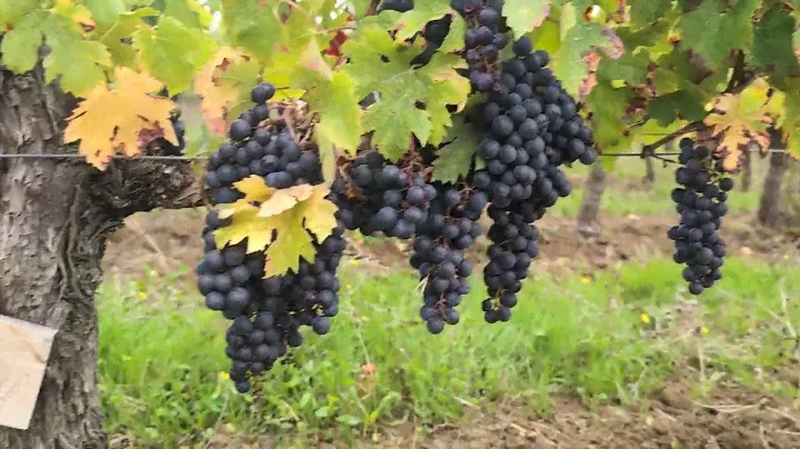 Клуб iWinemaker. Урожай 2024. ОСЕНЬ. Участок N° 131