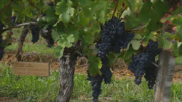 Клуб iWinemaker. Урожай 2024. ОСЕНЬ. Участок N° 401